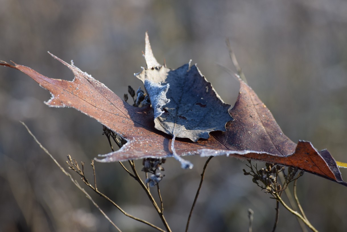 Leśne klimaty, GRUDNIOWY CZAS