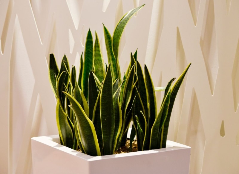 jakie kwiaty doniczkowe nadają się do kuchni