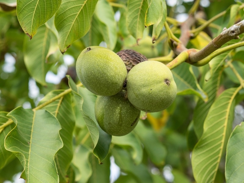 uprawa i pielęgnacja orzecha włoskiego