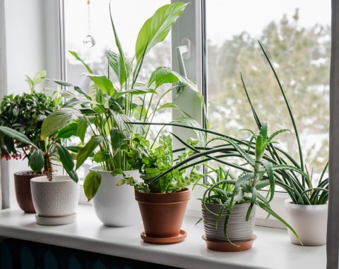 Co zrobić po zakupie rośliny doniczkowych zimą? Aktywacja, aklimatyzacja i pierwsza pomoc