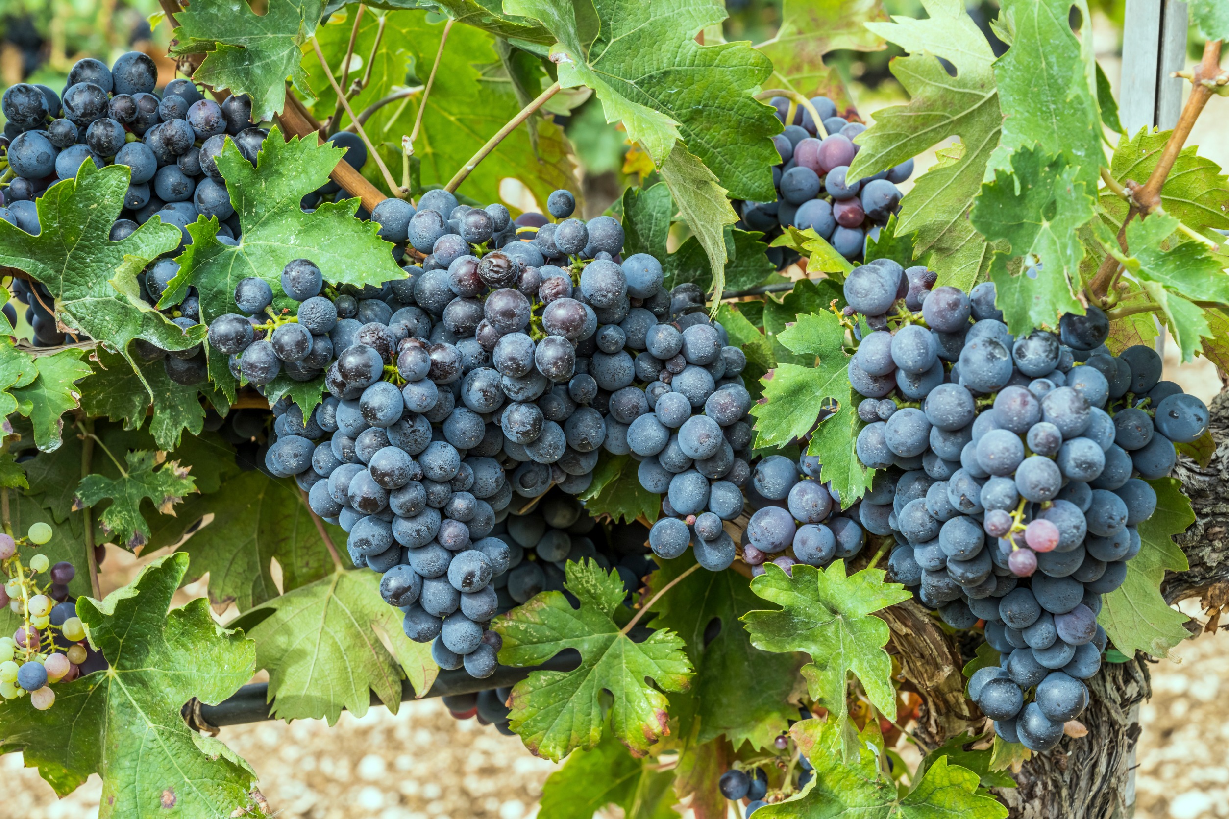  Sprężyste i słodziutkie winogrona to zasługa naturalnej odżywki. Przygotowuję ją od lat