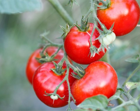 Hartowanie rozsad pomidorów. Jak zrobić do właściwie, czy ma to wpływ na plony?