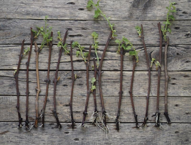 Sztobrów nie wolno nam wysuszyć.