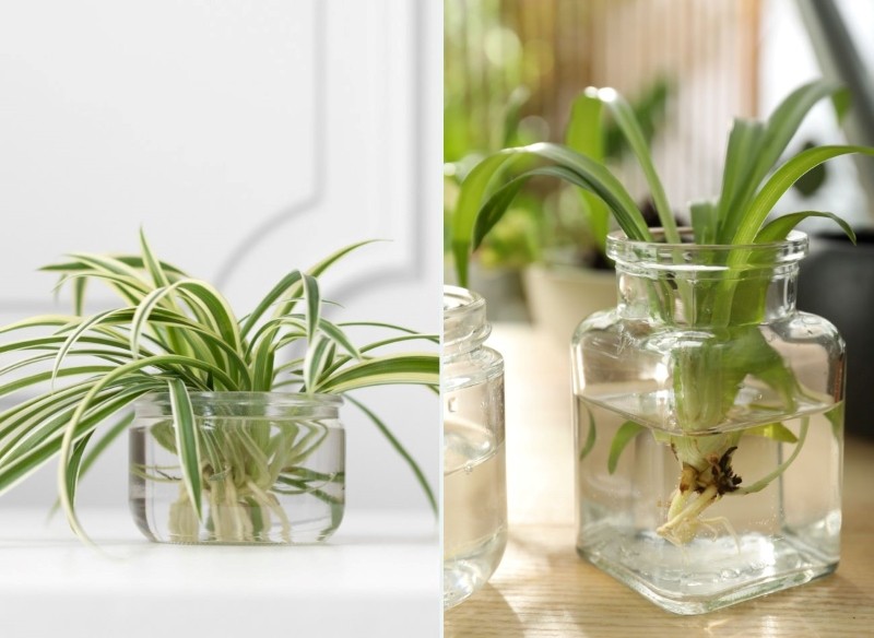 uprawa roślin w wodzie