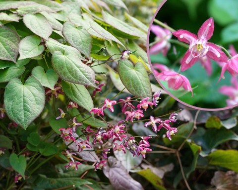 Epimedium (Epimedium)