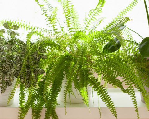 Wymieszaj w ciepłej wodzie, wystudź i podlej paprotkę. Będzie zielona i bujna jak latem