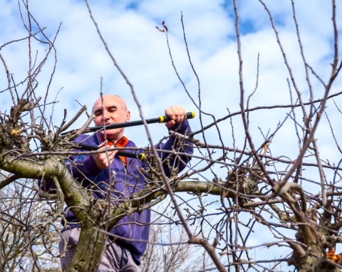 Przycinanie drzew o kulistych koronach. Jak ciąć, żeby uzyskać gęstość i zachować kształt?