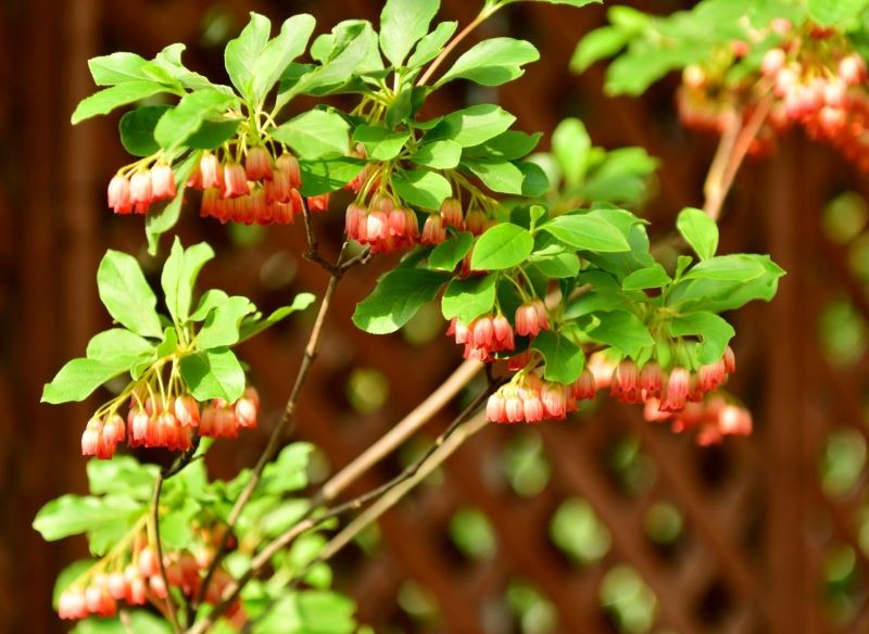Enkiant bujnie kwitnie nawet bez nawożenia.