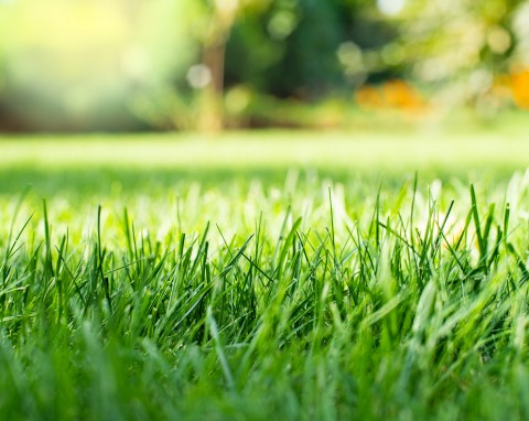 Zakładanie trawnika – 3 sposoby na piękną i zieloną przestrzeń w ogrodzie