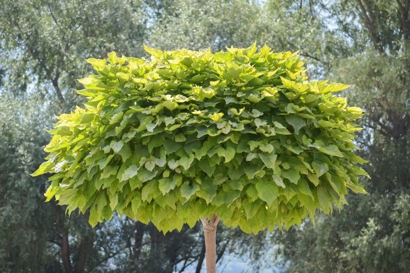 Surmia bignoniowa, czyli katalpa, szybko da cień w ogrodzie.