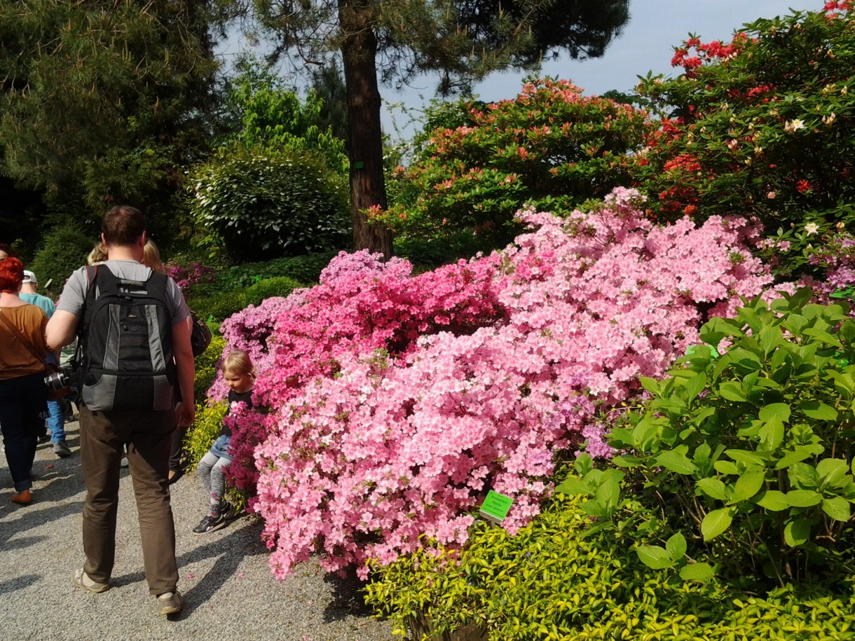 Pozostałe, Zakwitly rozaneczniki i azalie w arboretum