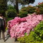 Pozostałe, Zakwitly rozaneczniki i azalie w arboretum