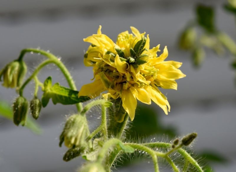 Staśmione kwiaty zamienią się w mocno zdeformowane owoce.