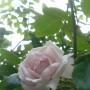 Pozostałe, Lipcowe ogrodowe fotki............... - ...........i róża...........