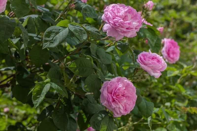 Mrówki na różach mogą oznaczać, że na krzewach żerują mszyce.
