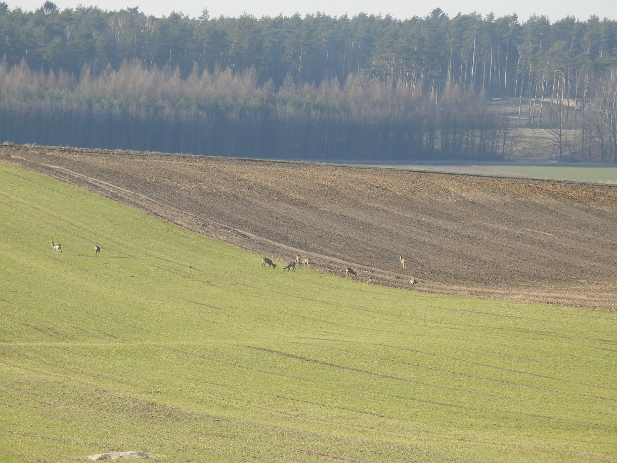 Leśne klimaty, PRZEBUDZENIE...