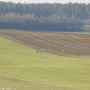 Leśne klimaty, PRZEBUDZENIE...