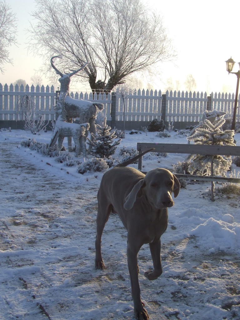 Dekoracje, niedzielny,zimowy poświąteczny czas..:-)