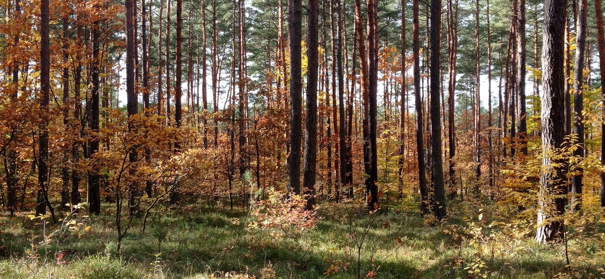 Leśne klimaty, Jesienny las