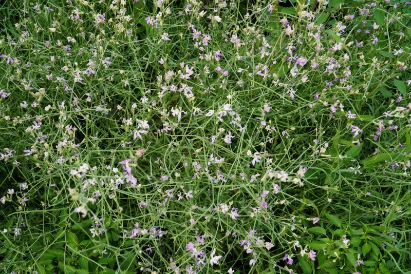 najpiękniejsze nocne kwiaty