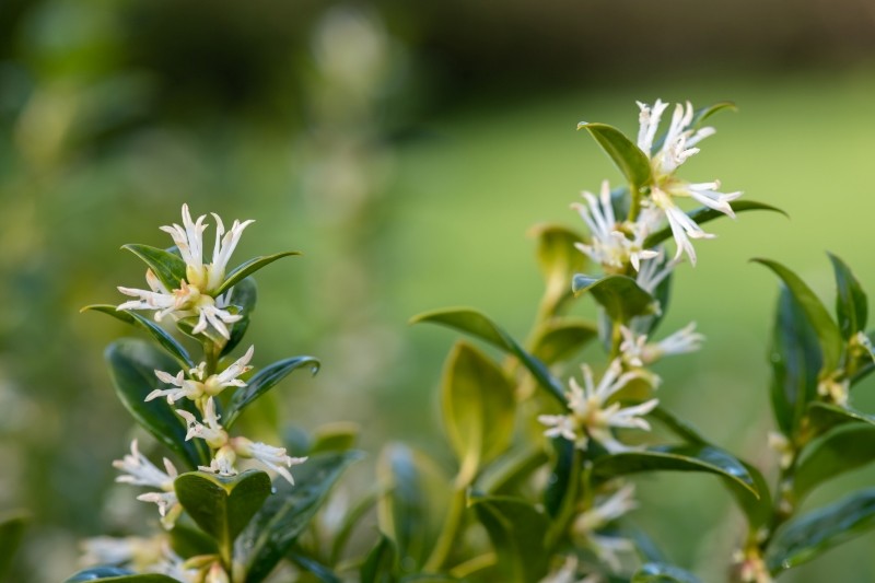 sarcococca