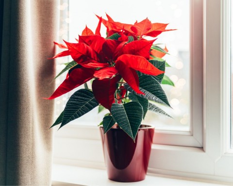 Podlewanie i nawożenie gwiazdy betlejemskiej. Proste triki na to, by przetrwała długie miesiące