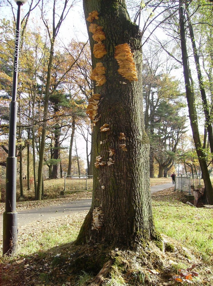 Pozostałe, PARK w ŚWIERKLAŃCU