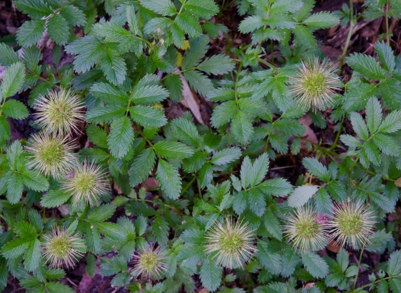 Acena drobnolistna może być uprawiana zamiast trawnika.