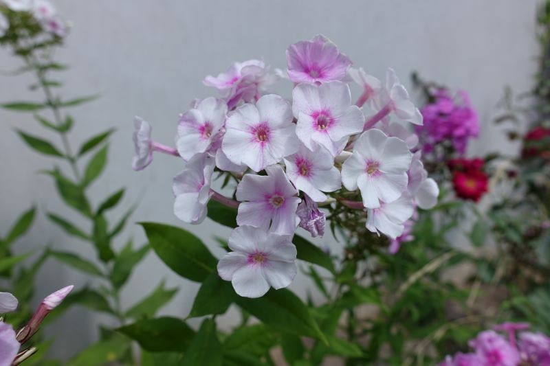 Cięcie płomyków po kwitnieniu pobudza je do wytworzenia nowych pąków.