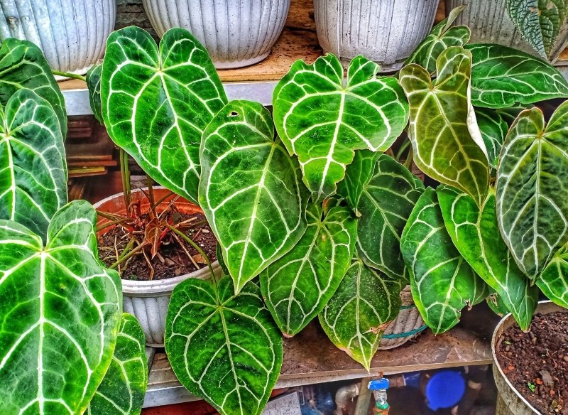 anturium crystallinum 