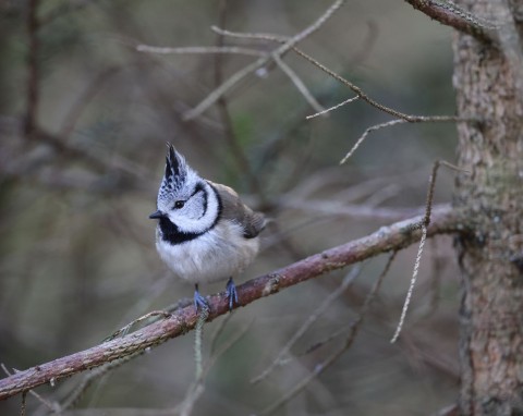 Sikorka z pięknym czubem występuje tylko w Europie. Jeśli masz szczęście, przyleci do karmnika
