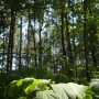 Pozostałe, Uroczysko. Fotoreportaż :) - Każdy zakątek tej części zachwycał.