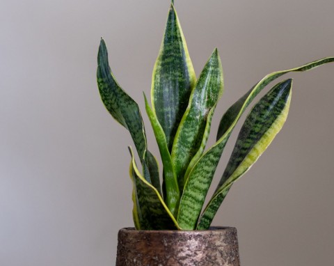 Sansewieria gwinejska (Dracena trifasciata)