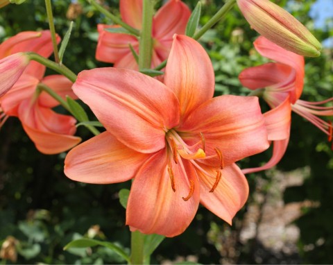 Lilia azjatycka - jej kwiat mieni się kilkoma kolorami. Jak uprawiać lilię azjatycką w ogrodzie