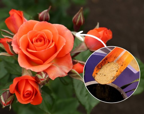 Naturalne nawożenie róż. Przepis na domowy dokarmiacz róż, po którym krzew będzie uginał się od kwiatów