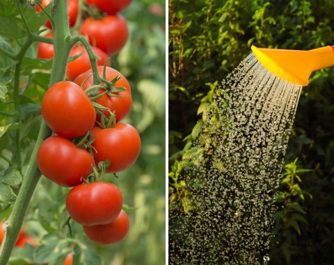 Jak często podlewać pomidory, ile wody potrzebuje jeden krzak? Podlewanie pomidorów w upały
