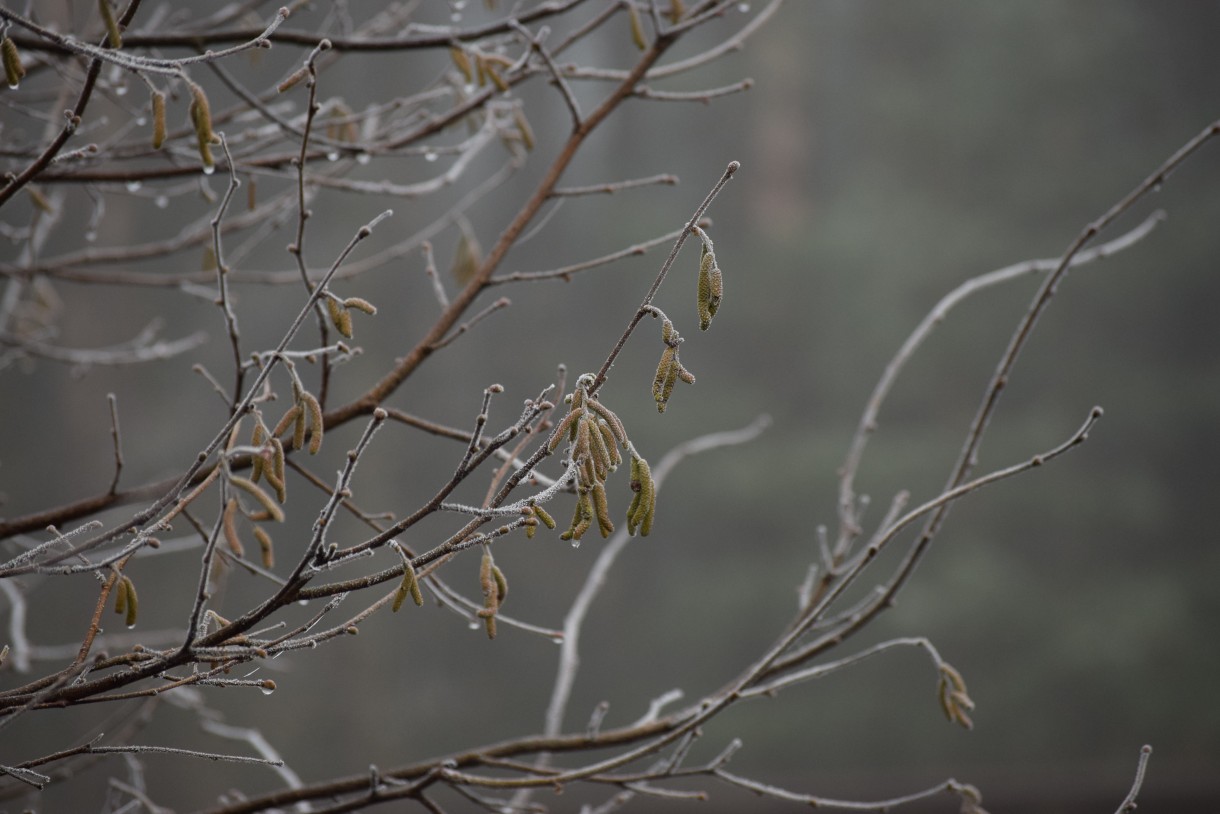 Leśne klimaty, WINTER ART ...