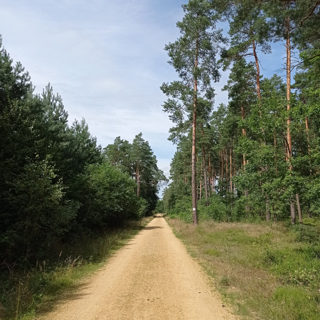 Rośliny, Leśne zacisze