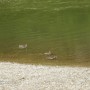 Pozostałe, PIENIŃSKI PARK NARODOWY - SZCZAWNICA - DEPTAK NAD DUNAJCEM - PO SŁOWACKIEJ STRONIE