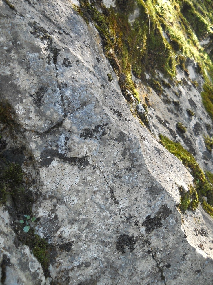 Pozostałe, Zakopane w foto - pigułce. Część piąta: Dolina Kościeliska. - Tuż na wstępie obnaża się oku ludzkiemu Jarcowa skała - cała zbudowana ze skamieniałych otwornic, które przypominają z wyglądu jęczmień/jarec/, stąd tak ją górale nazwali. Warstwy skały układają się po skosie, a pierwotnie były położone poziomo. Stąd można zaobserwować, jaki wpływ na formację terenu miały ruchy warstw ziemi.