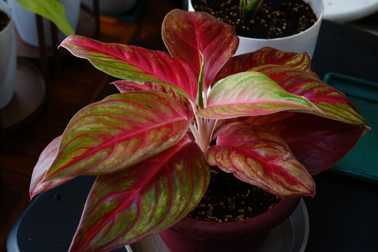 Dekoracje, Różowa aglaonema - aglaonema