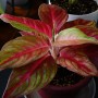 Dekoracje, Różowa aglaonema - aglaonema