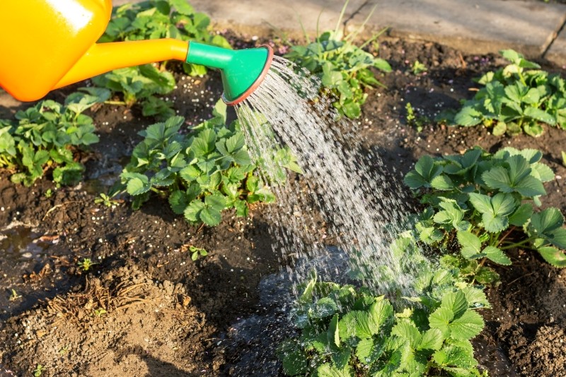 co zrobić, żeby truskawki lepiej owocowały