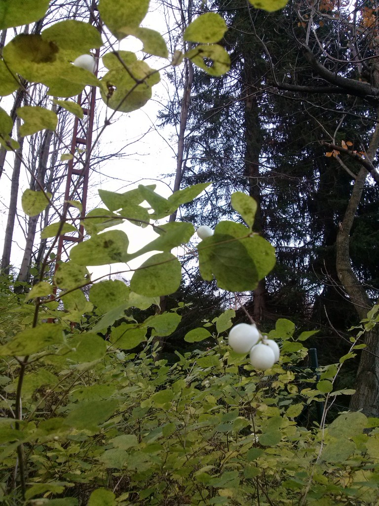 Pozostałe, Złotem, słońcem i czerwienią malowane - lubię te białe kuleczki