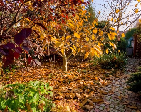 10 rzeczy, które musisz zrobić na rabatach w listopadzie. W sezonie ogród utonie w kwiatach