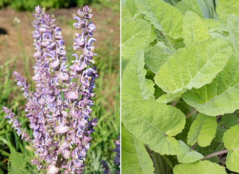 odmiany szałwii muszkatołowej