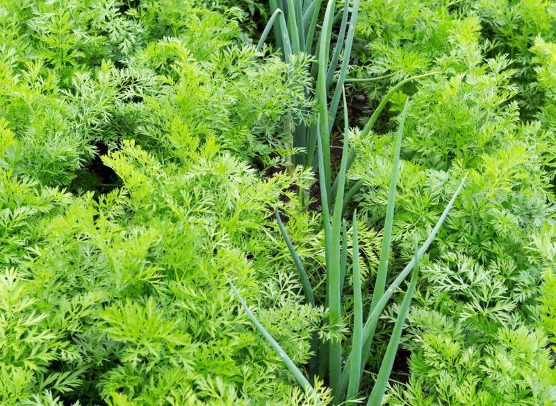 Poprawimy smak marchewki, jeśli w sąsiedztwie posadzimy cebulę.