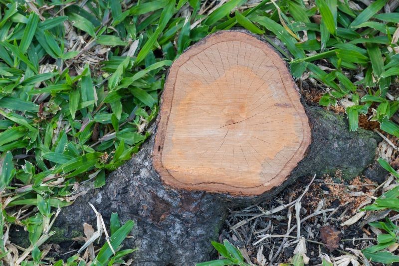 Dla większości ogrodników samodzielne usunięcie pnia drzewa jest bardzo kłopotliwe.