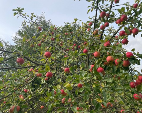 Letnie cięcie jabłoni. Kiedy przycinać tzw. wilki na jabłoni?