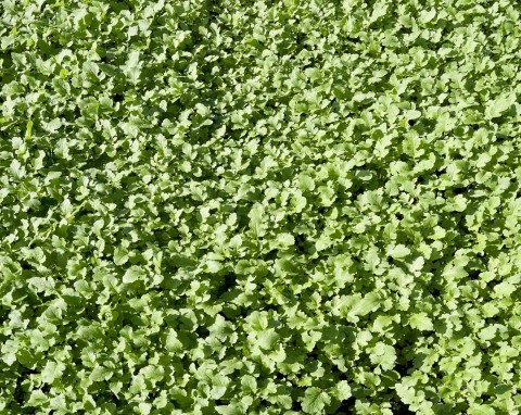 Wysiewanie roślin na nawozy zielone. 5 najlepszych na poplon i wzmocnienie gleby